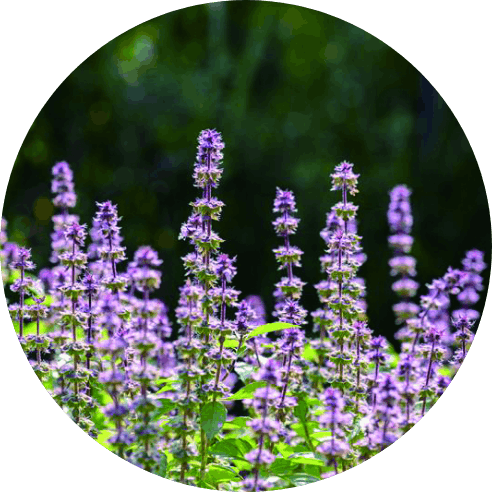 ホーリーバジルエキス