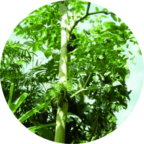 パウダルコ樹皮エキス