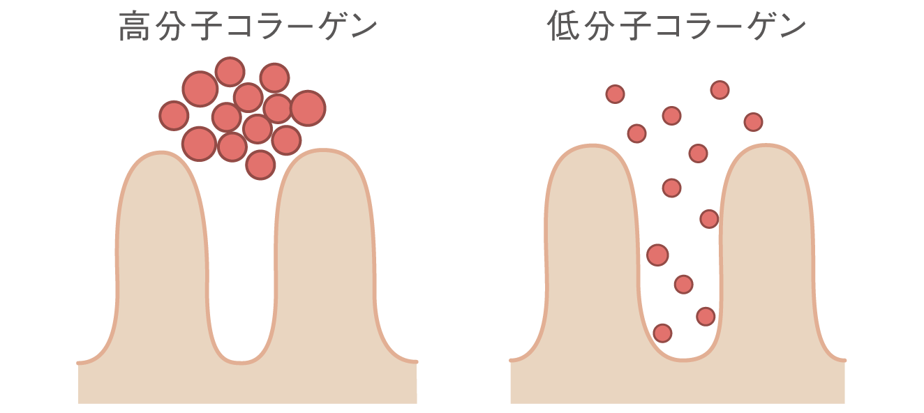 低分子コラーゲン