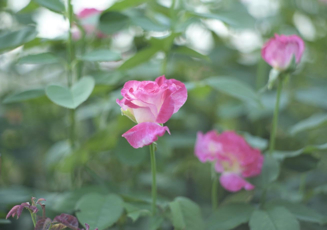 写真が表示されていません。