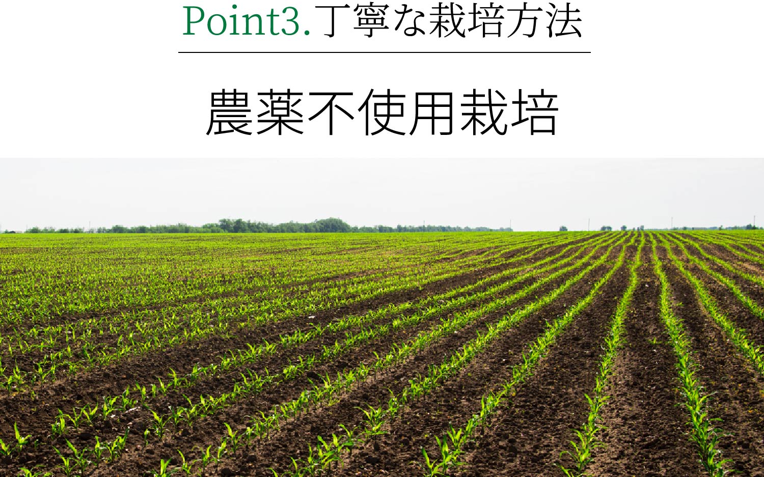 Point3.丁寧な栽培方法 農薬不使用栽培
