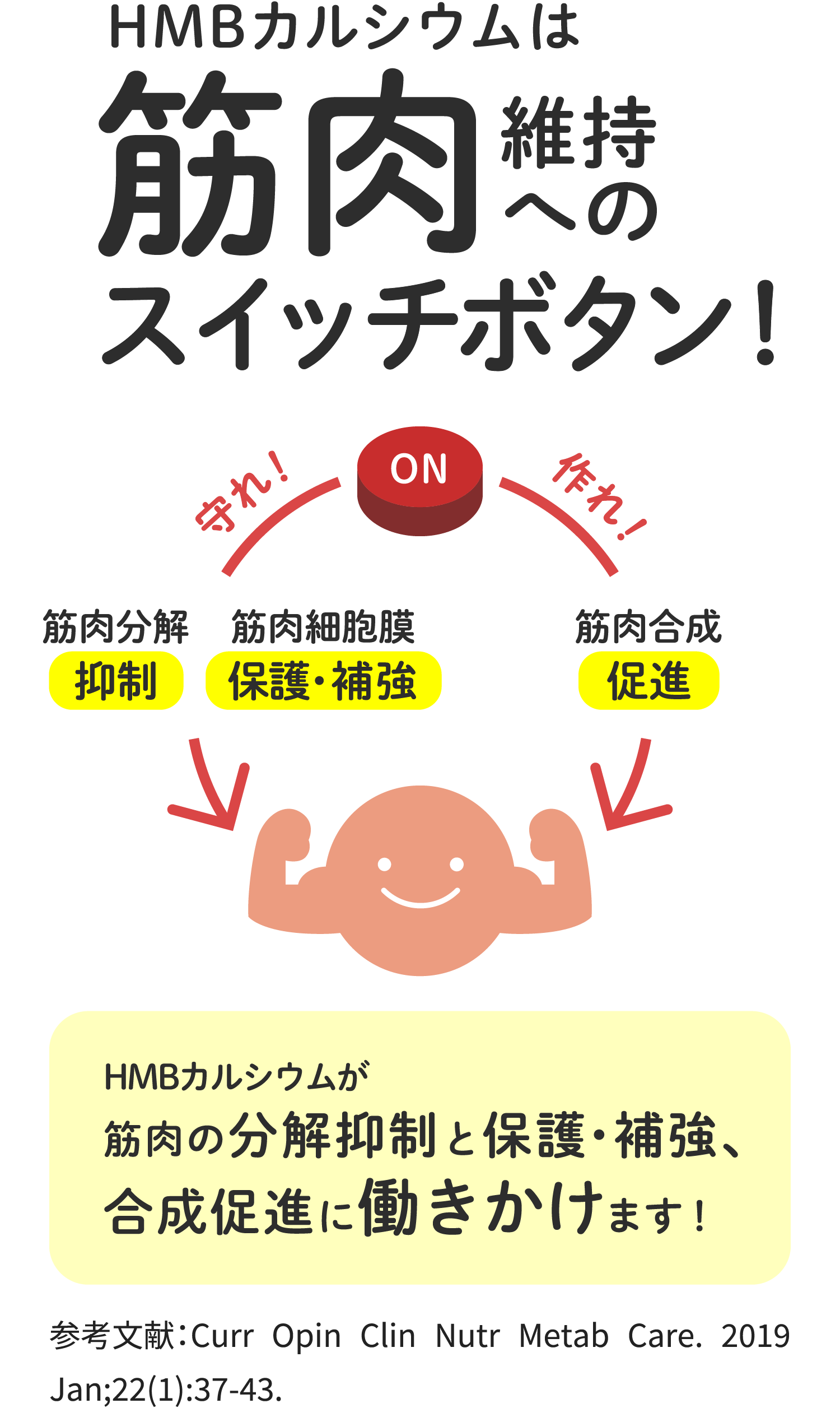HMBカルシウムは筋肉維持へのスイッチボタン HMBカルシウムが筋肉の分解抑制と保護・補強、合成促進に働きかけます!