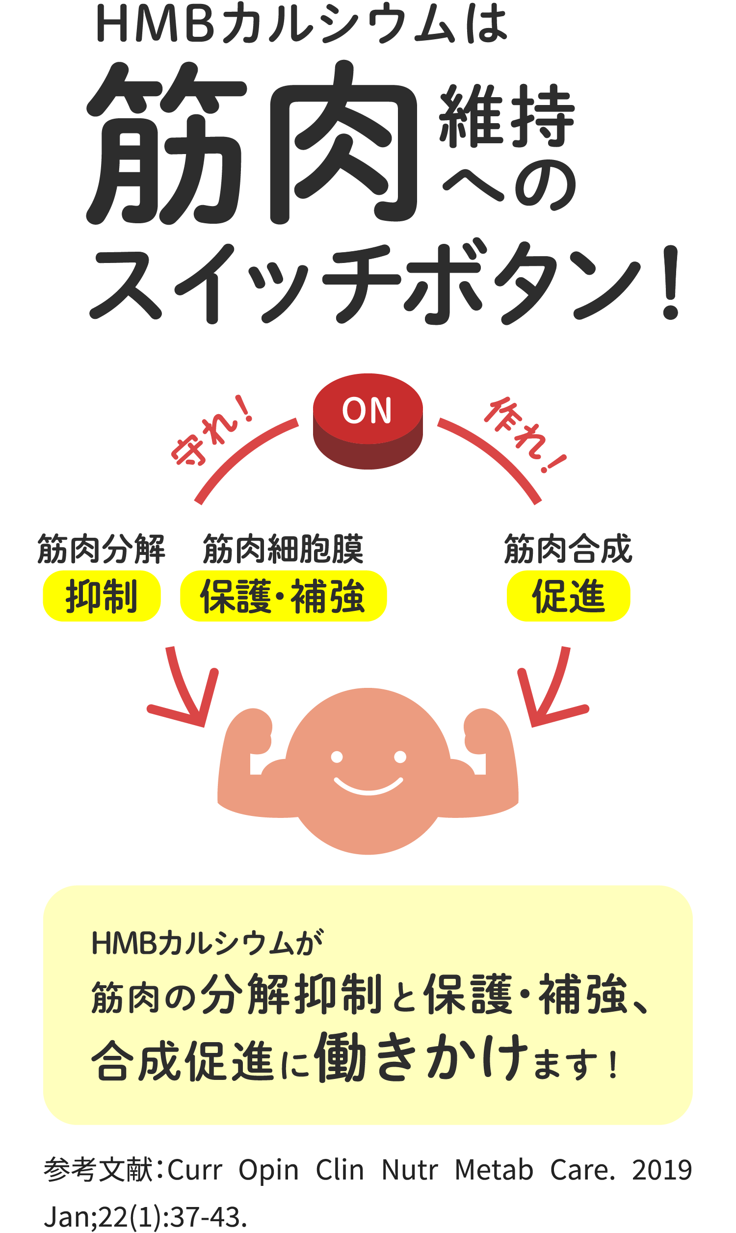 HMBカルシウムは筋肉維持へのスイッチボタン HMBカルシウムが筋肉の分解抑制と保護・補強、合成促進に働きかけます！