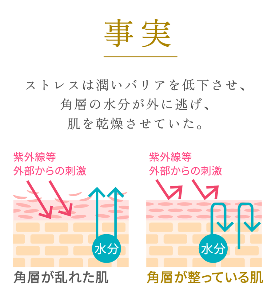 事実：ストレスは潤いバリアを低下させ、角層の水分が外に逃げ、肌を乾燥させていた。