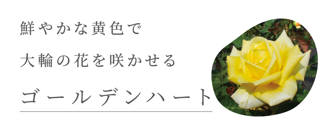 鮮やかな黄色で大輪の花を咲かせるゴールデンハート