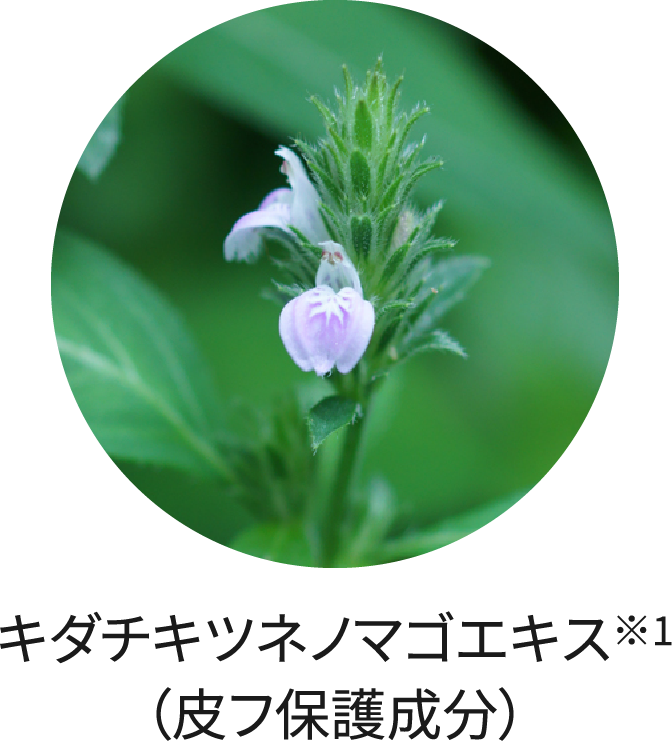  キダチキツネノマゴエキス※2（皮フ保護成分）