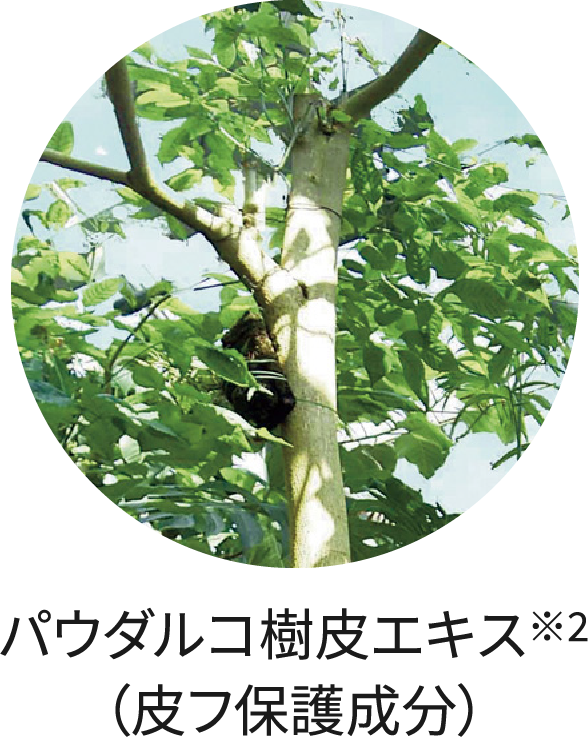 パウダルコ樹皮エキス※3（皮フ保護成分）