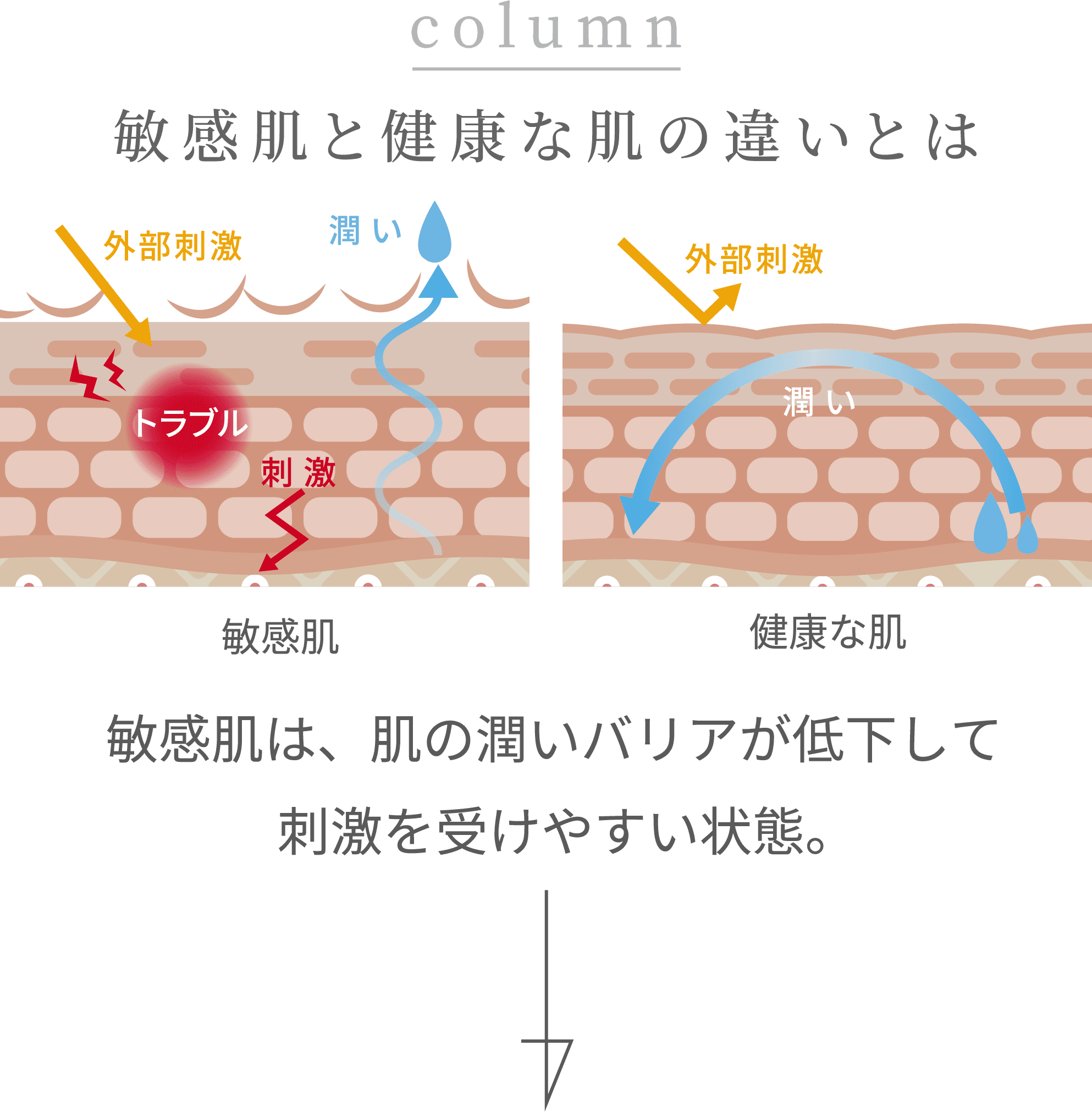 column 敏感肌と健康な肌の違いとは外部刺激 トラブル 刺激 潤い 敏感肌 外部刺激 潤い 健康な肌 敏感肌は、肌の潤いバリアが低下して刺激を受けやすい状態。