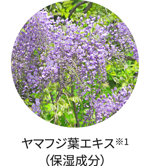 ヤマフジ葉エキス※1（保湿成分）