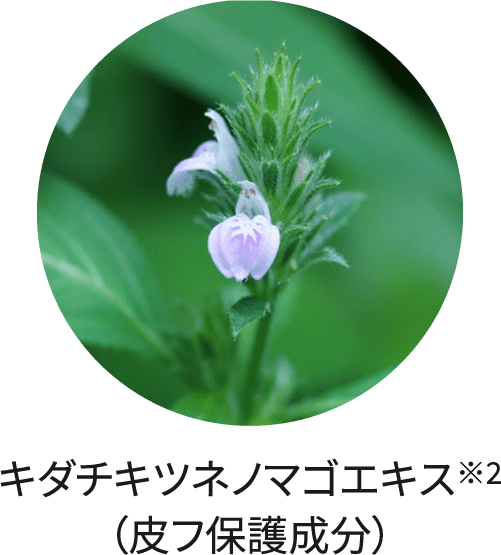  キダチキツネノマゴエキス※2（皮フ保護成分）