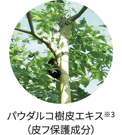 パウダルコ樹皮エキス※3（皮フ保護成分）