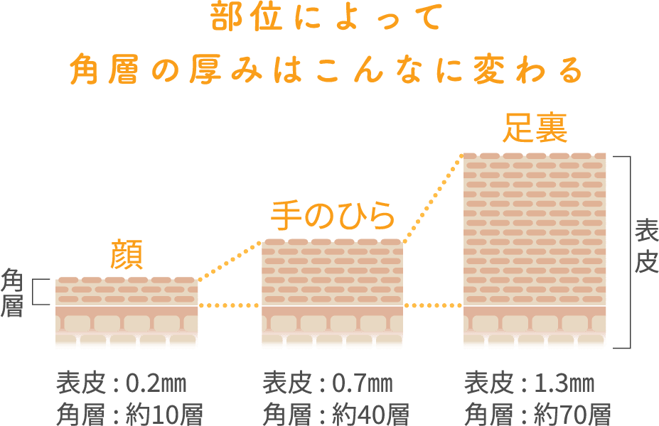 部位によって角層の厚みはこんなに変わる。角層 表皮、顔/表皮:0.2㎜、角層:約10層、手のひら/表皮:0.7㎜ 角層:約40層、足裏/表皮:1.3㎜ 角層:約70層