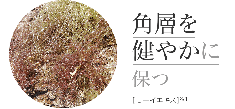 角層を健やかに保つ [モーイエキス]※1