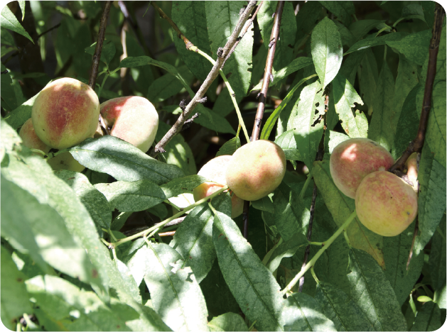 創業90周年企画 ナリス化粧品「はじめて」物語 第8回 | NARIS ONLINE STORE