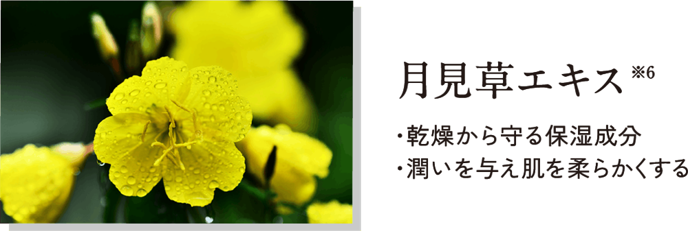 月見草エキス
