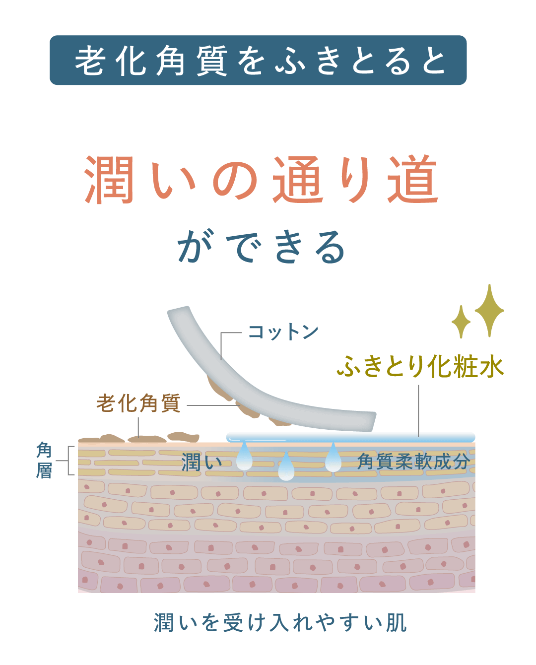 老化角質をふきとると潤いの通り道ができる