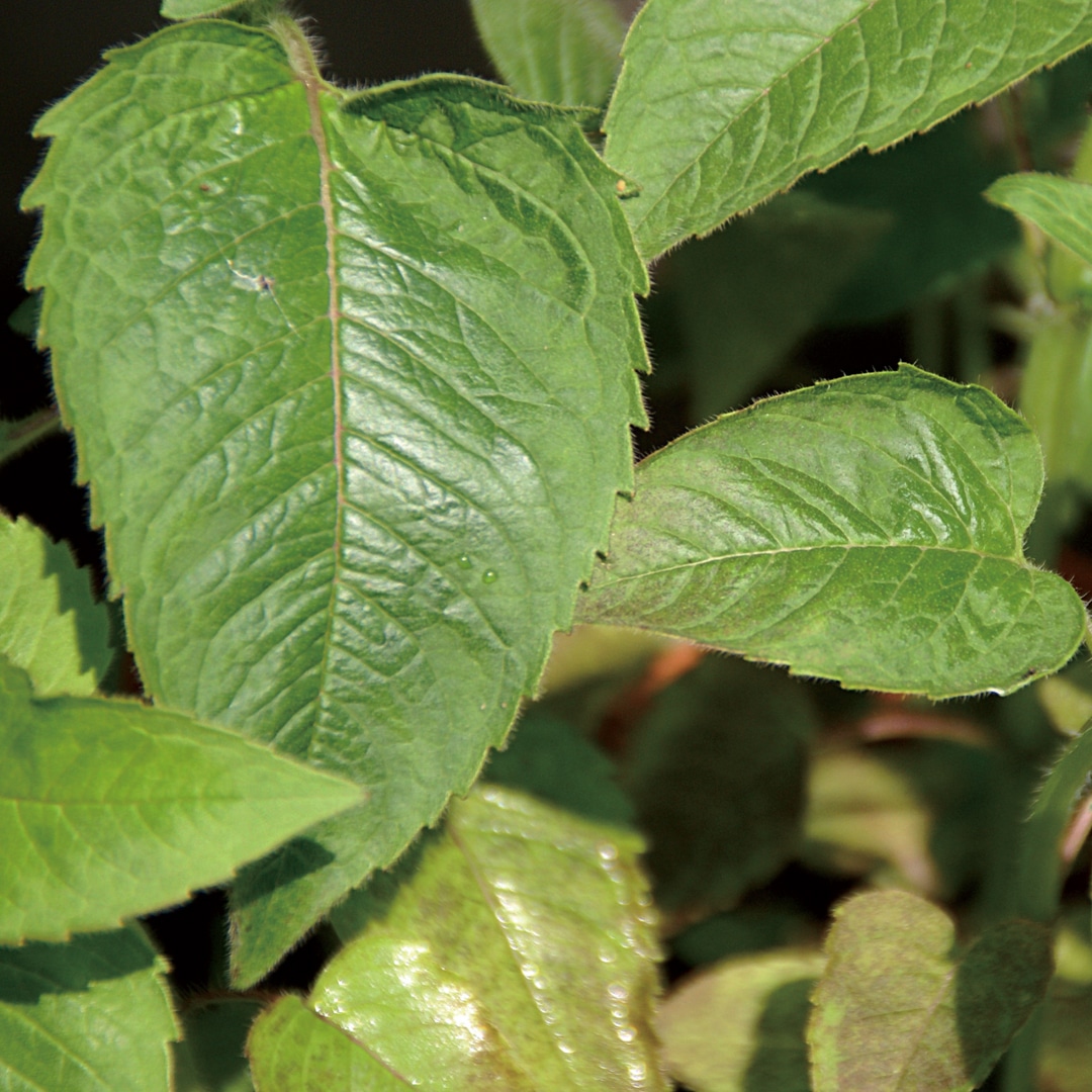 エッセンシャルオイルベルガモット